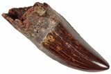 Serrated, Carcharodontosaurus Tooth - Real Dinosaur Tooth #241355-1